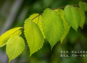 开云足球直播-绿茵与赛道，罗马的节奏与久保的接管