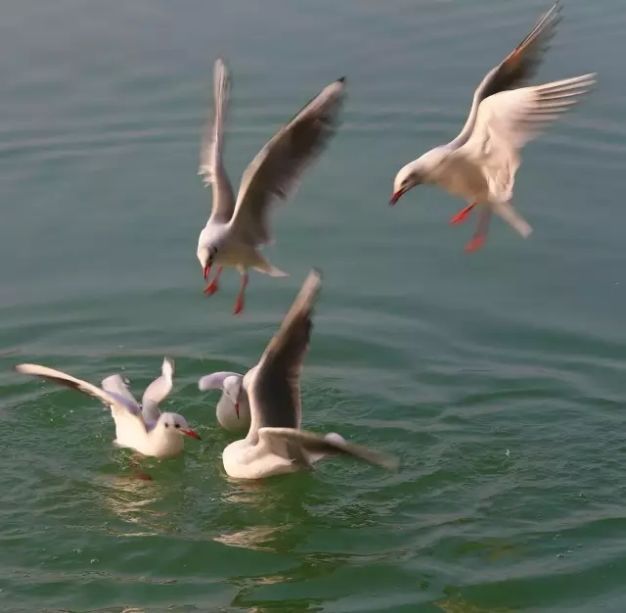 雅安弈棋，攻防皆有深意，演绎比赛高光时刻